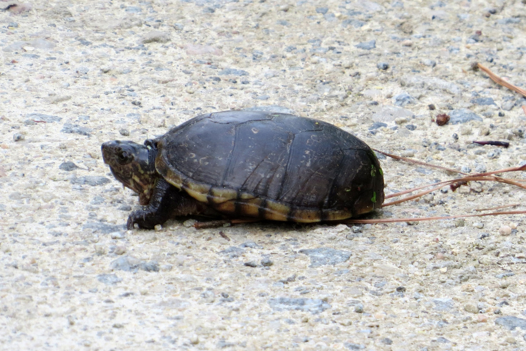 Eastern Mud Turtle from Dare County, NC, USA on May 21, 2014 at 07:05 ...