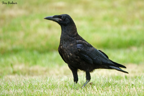 Corvus frugilegus
