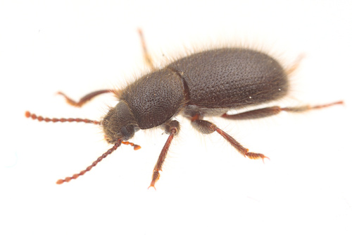 How to identify Eleodes littoralis (Eschscholtz, 1829)