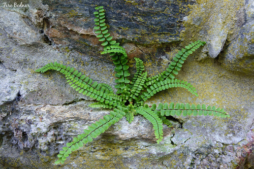 Asplenium trichomanes