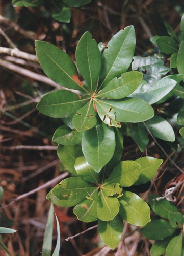 Morella inodora (W.Bartram) Small