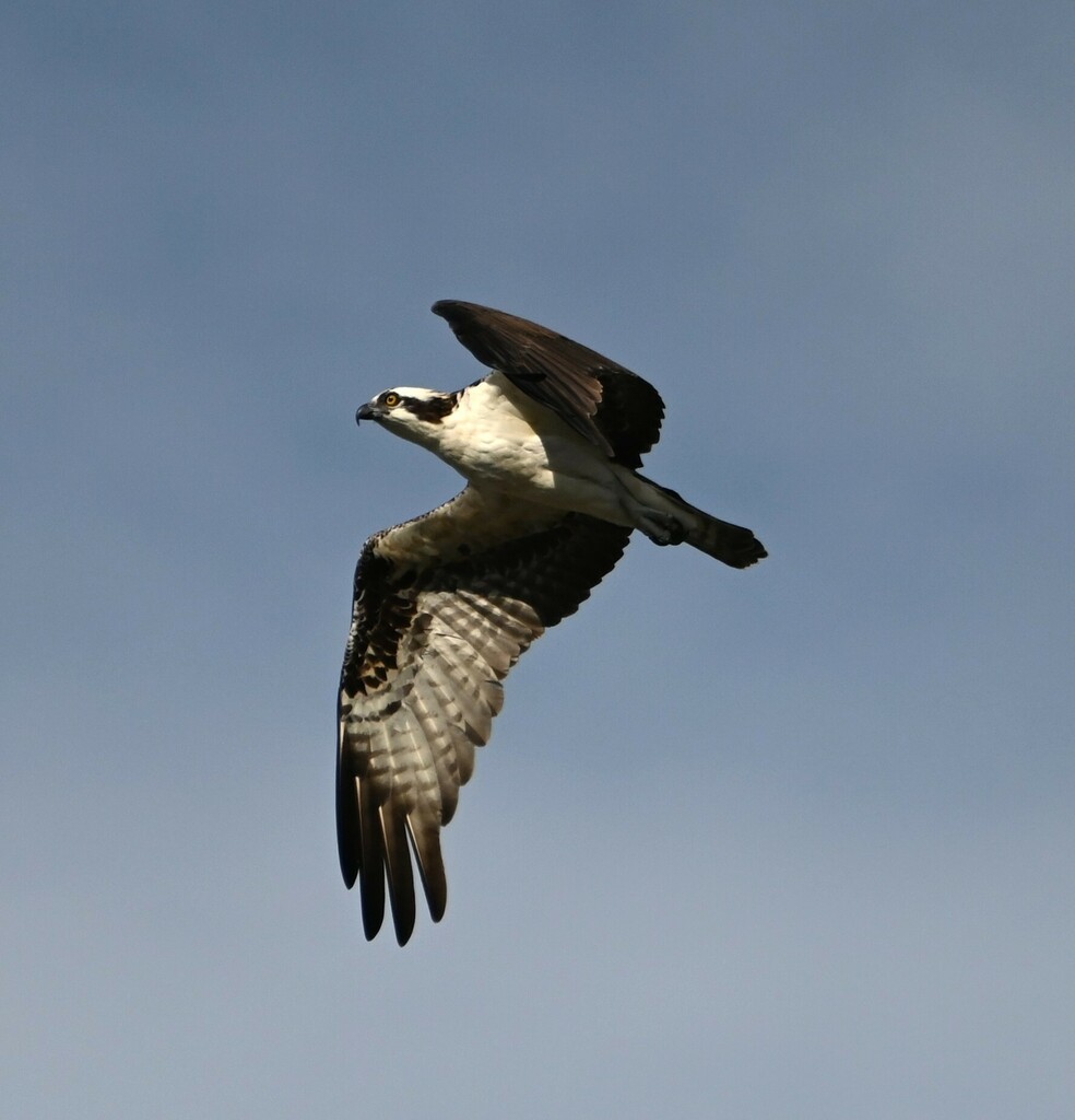 osprey-from-palm-beach-county-fl-usa-on-november-28-2023-at-10-05-am