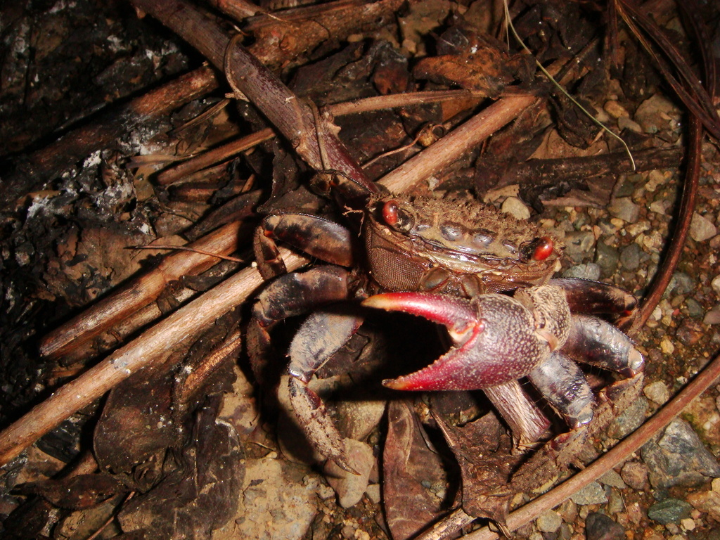 Fourmanoir's Mangrove Crab from Grande-Terre, Nouvelle-Calédonie, NC on ...