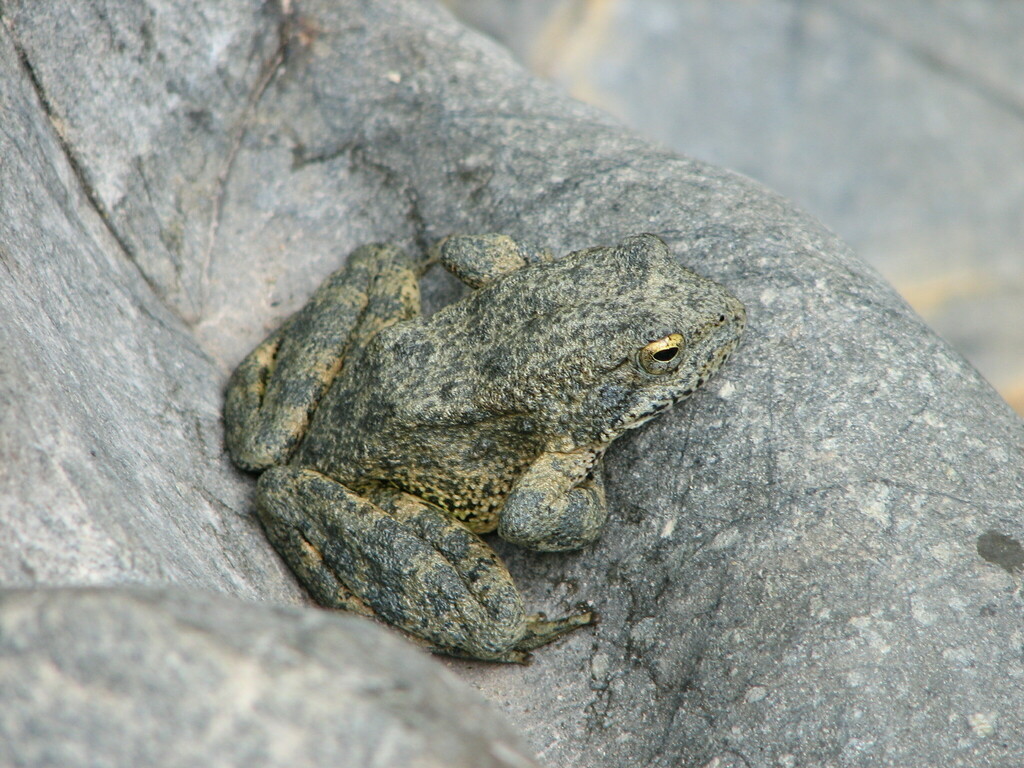 Foothill Yellow legged Frog In August 2006 By Steven Krause INaturalist foothill-yellow-legged-frog-in-august-2006-by-steven-krause-inaturalist