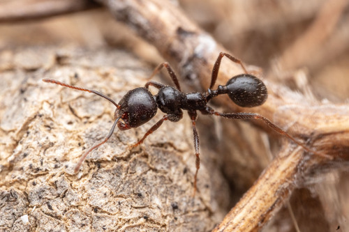Messor hispanicus