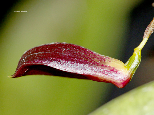Zootrophion atropurpureum (Zootrophion atropurpureum)