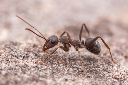 伊比蚁属Iberoformica