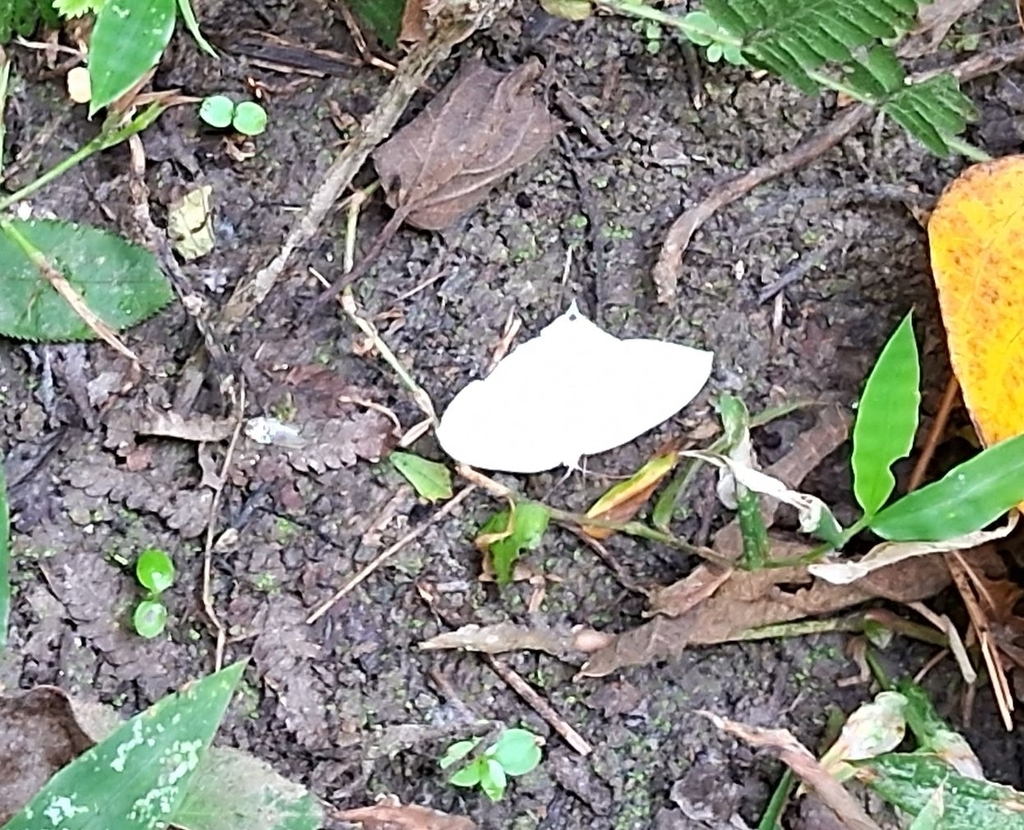 Butterflies and Moths from Sonai Miri Gaon, Assam 784102, India on ...