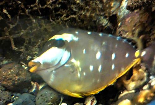 Pacific Orange-spine Unicornfish