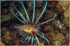 Lionfish
