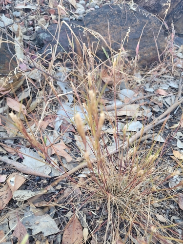 Tribolium acutiflorum