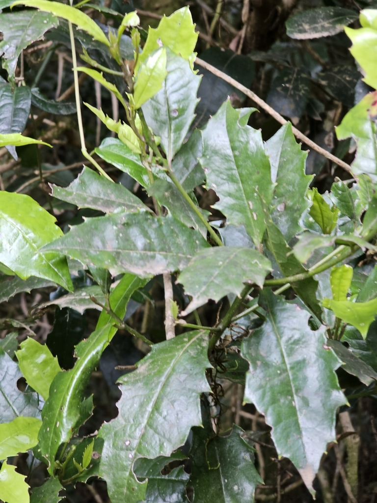 Featherwood from Border Ranges NSW 2474, Australia on December 1, 2023