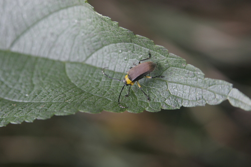 Callanga trichocera