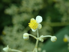 Begonia parviflora image