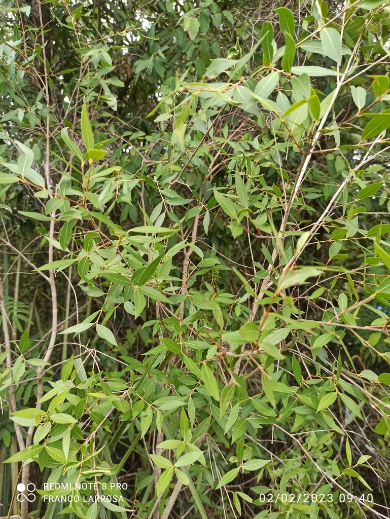 Blepharocalyx Salicifolius From Santa Lucia, Departamento De Canelones 