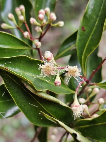 Syzygium crebrinerve (C.T.White) L.A.S.Johnson