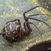 False Widow Spiders - Photo (c) Nicky Bay, all rights reserved, uploaded by Nicky Bay
