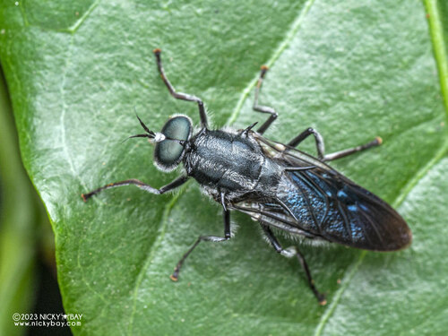 Clitellaria bilineata · iNaturalist United Kingdom