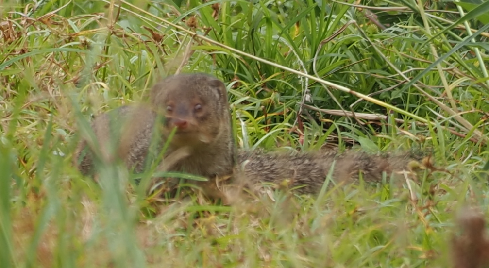 Small Indian Mongoose In December 2023 By S Dowell INaturalist   Large 