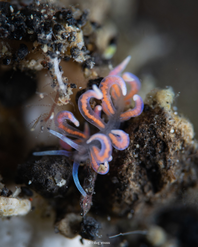 Phyllodesmium from Labuan Airprang, North Sulawesi, ID on October 22