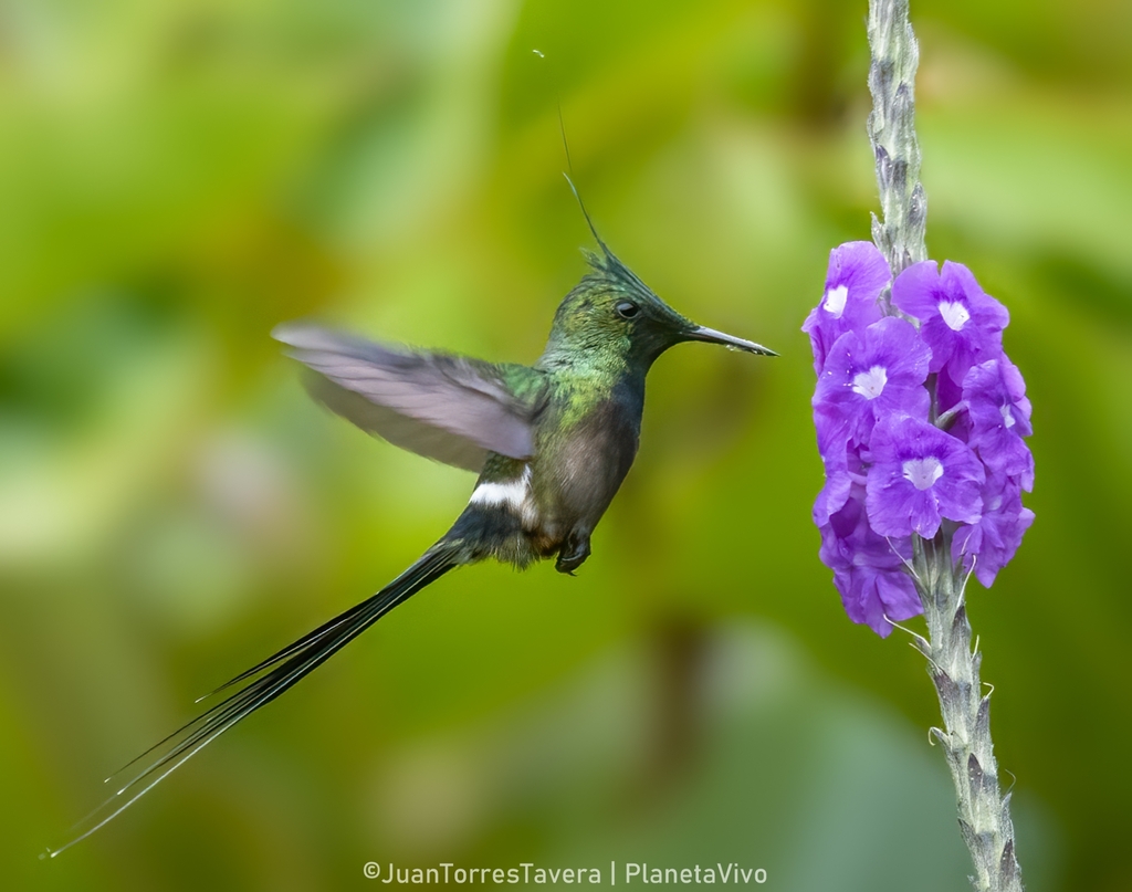 Wire-crested Thorntail photo