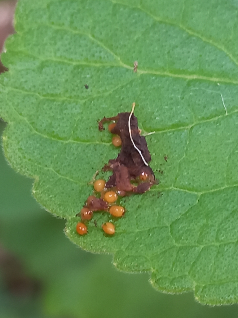 What kind of slime is this? It occurs on plant leaves. Vomit? Ejecta ...