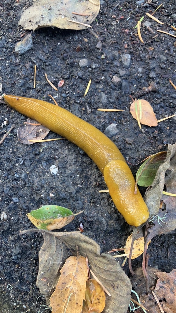 Banana Slugs from Golden Gate National Recreation Area, Pacifica, CA ...