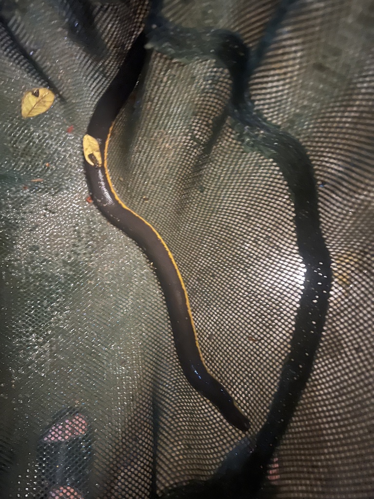 Koh Tao Caecilian from Ratchaphruek Rd., Bangkok, Bangkok, TH on ...