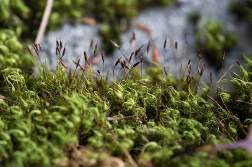 dicranum moss (Dicranum fulvum)