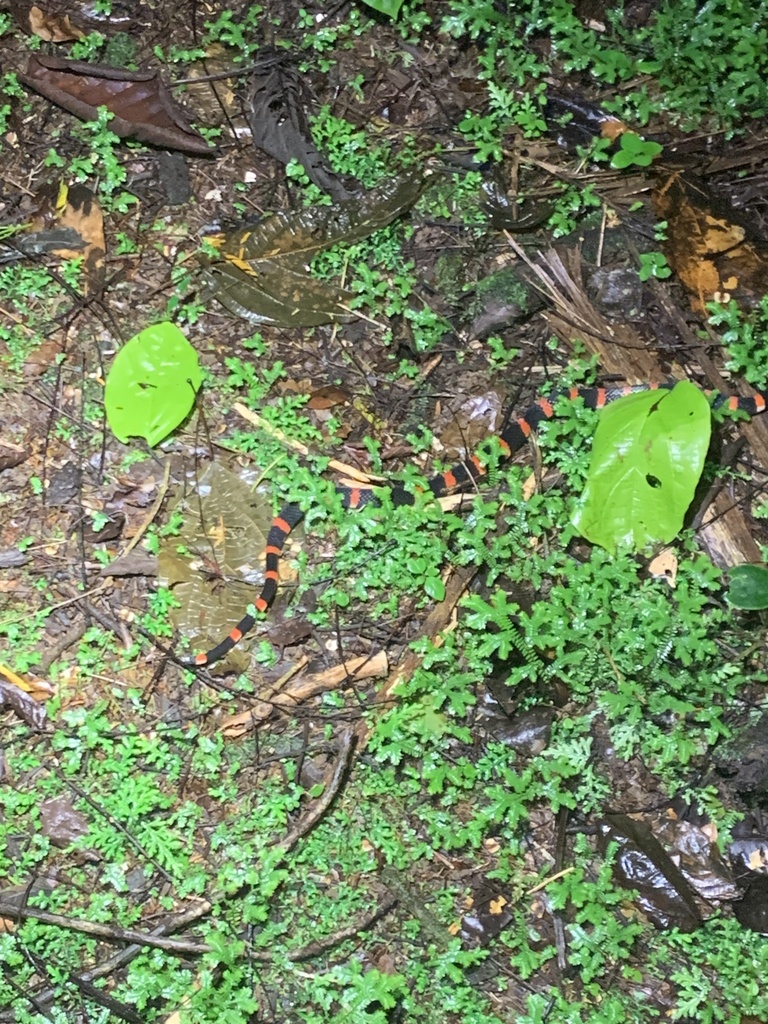 Black Halloween Snake from Calle OET La Selva, Sarapiqui, Heredia, CR ...