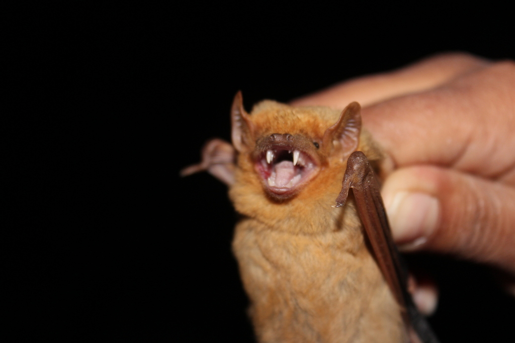 Western Yellow Bat in April 2015 by Horacio V. Barcenas · iNaturalist