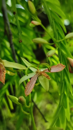 Tamarind