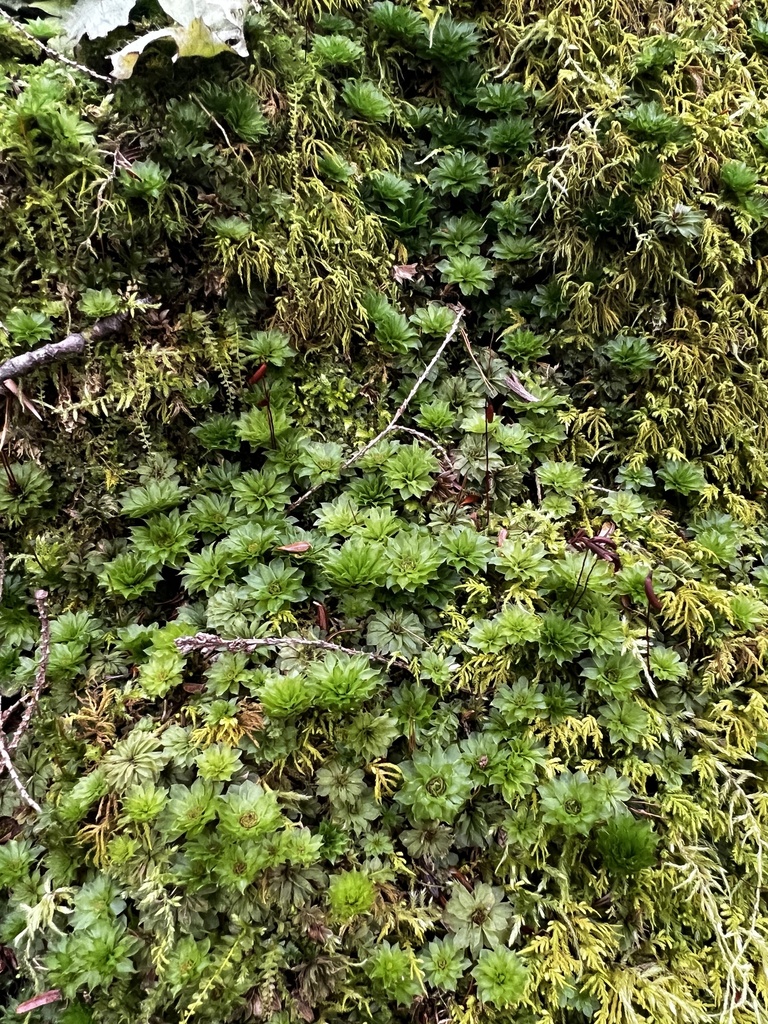 Ontario rhodobryum moss from Lyme, NH, US on December 1, 2023 at 0240
