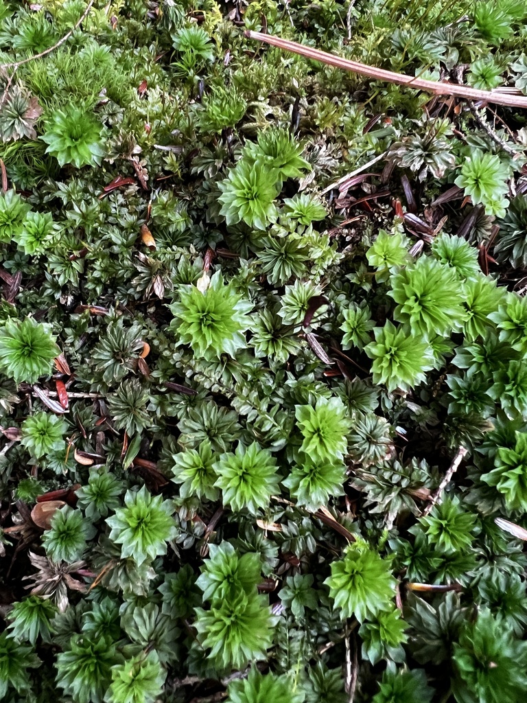 Ontario rhodobryum moss from Lyme, NH, US on December 1, 2023 at 0240