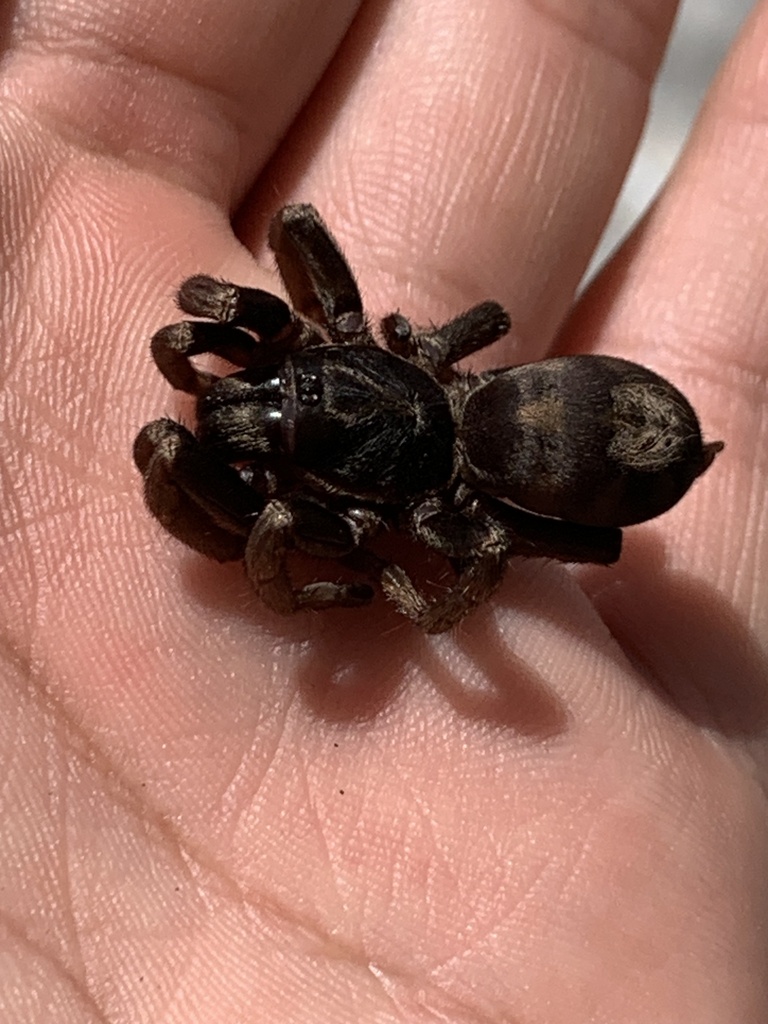 pumpkin-patch-tarantula-from-la-paz-la-paz-cesar-co-on-november-23