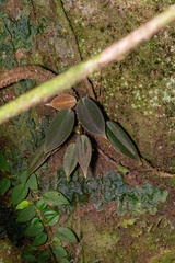 Philodendron gigas image