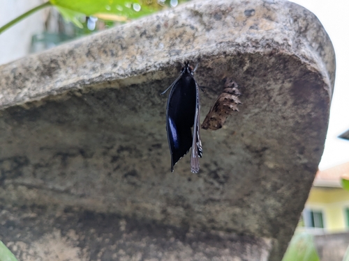 Great Eggfly