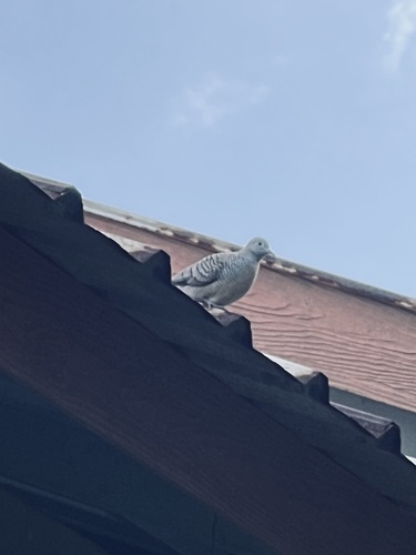 Zebra Dove