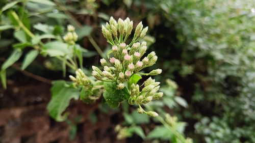 Siam weed