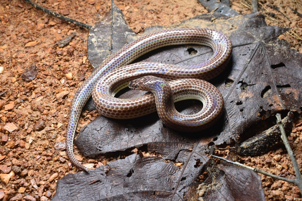 Asian Sunbeam Snake From Selangor Malaysia On December At Am By Mohd