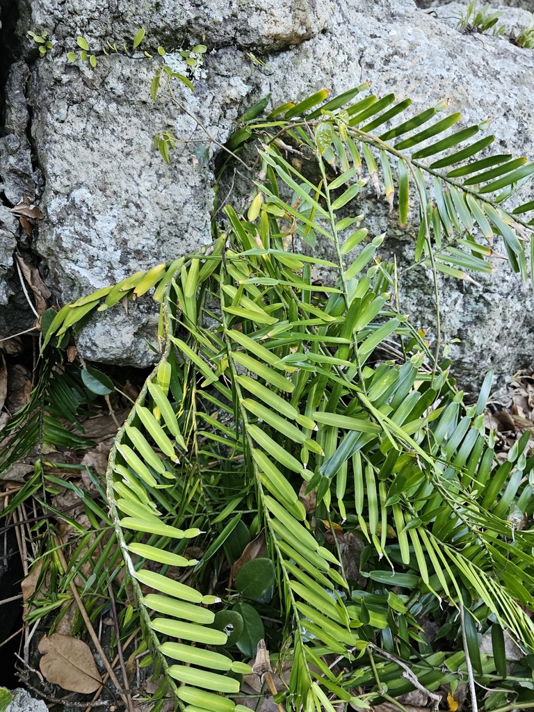 candle vine from Burleigh Head National Park, Burleigh Heads QLD 4220