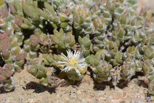 Namib Woodfig (Mesembryanthemum namibense)