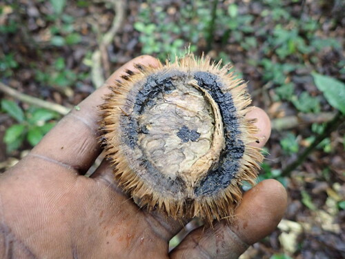 Irvingia excelsa