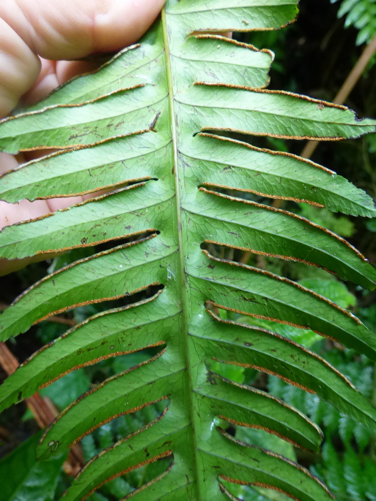Pteris decurrens (Pteris decurrens)