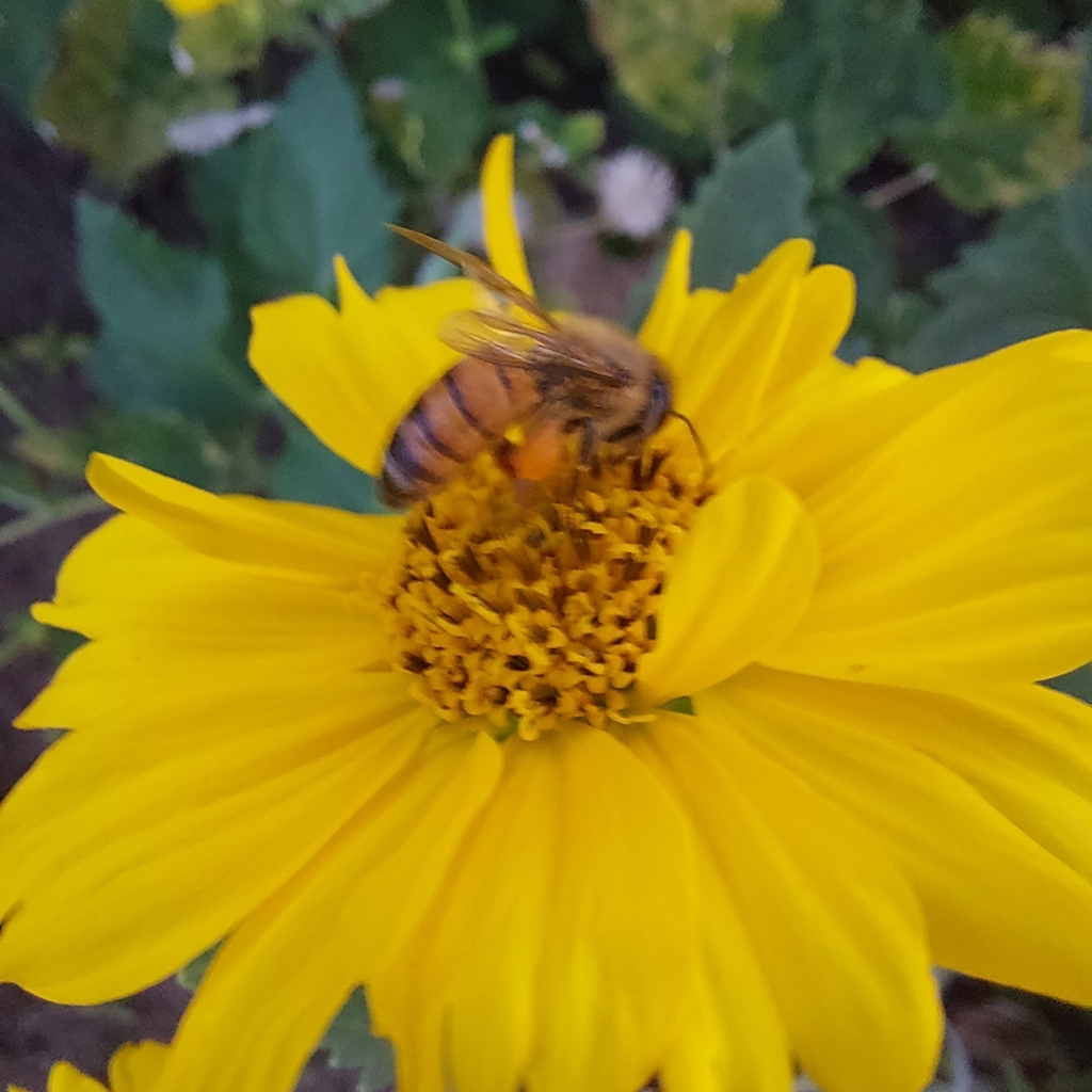 Western Honey Bee from Jesús María 15072, Perú on December 1, 2023 at ...