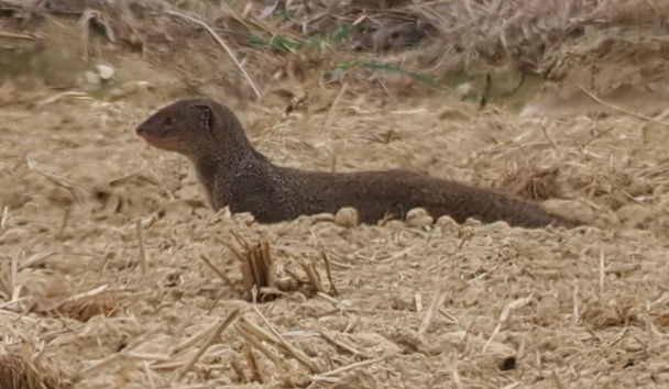 Small Indian Mongoose In December 2023 By S Dowell INaturalist   Large 