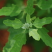 Chenopodium ficifolium - Photo (c) 小雨滴, כל הזכויות שמורות, הועלה על ידי 小雨滴