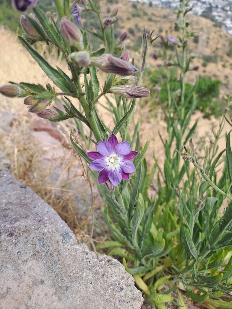 Estrella azul de cordillera