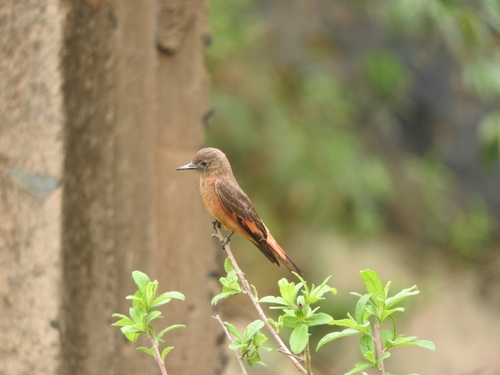 Cliff Flycatcher