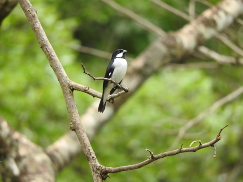 Lined Seedeater